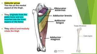  Adductor group
This lies on the medial
aspect of the thigh.
 They originate from the
pubic bone and are
inserted into the linea
aspera of the femur.
 They adduct and medially
rotate the thigh
 