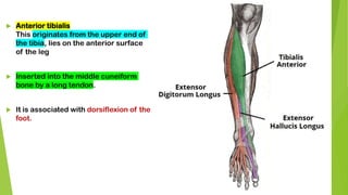  Anterior tibialis
This originates from the upper end of
the tibia, lies on the anterior surface
of the leg
 Inserted into the middle cuneiform
bone by a long tendon.
 It is associated with dorsiflexion of the
foot.
 