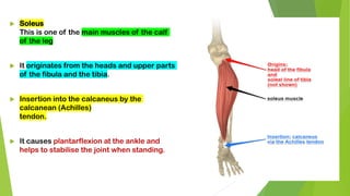  Soleus
This is one of the main muscles of the calf
of the leg
 It originates from the heads and upper parts
of the fibula and the tibia.
 Insertion into the calcaneus by the
calcanean (Achilles)
tendon.
 It causes plantarflexion at the ankle and
helps to stabilise the joint when standing.
 