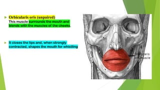  Orbicularis oris (unpaired)
This muscle surrounds the mouth and
blends with the muscles of the cheeks.
 It closes the lips and, when strongly
contracted, shapes the mouth for whistling
 