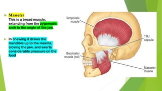  Masseter
This is a broad muscle,
extending from the zygomatic
arch to the angle of the jaw.
 In chewing it draws the
mandible up to the maxilla,
closing the jaw, and exerts
considerable pressure on the
food
 