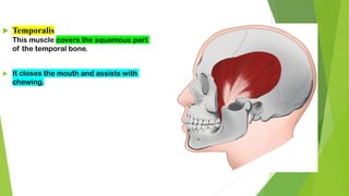  Temporalis
This muscle covers the squamous part
of the temporal bone.
 It closes the mouth and assists with
chewing.
 