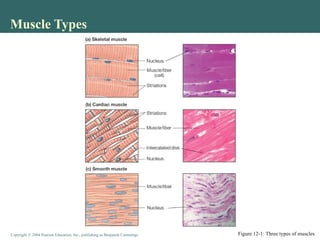 Human Functional Physiology of Muscles.ppt