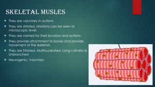 Skeleton Smooth Muscle anatomy, skeletal , smooth,,.pptx