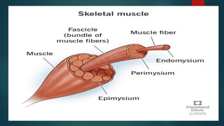 Skeleton Smooth Muscle anatomy, skeletal , smooth,,.pptx