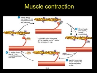 Muscle - Structure, Features, muscle Contraction | PPTX