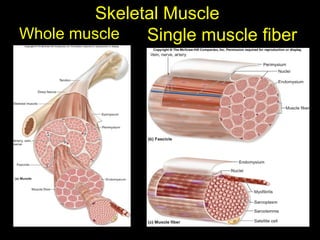 Muscle - Structure, Features, muscle Contraction | PPTX