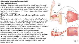 Comprehensive Overview of Skeletal Muscle Contraction Mechanisms | PDF
