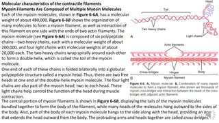 Comprehensive Overview of Skeletal Muscle Contraction Mechanisms | PDF