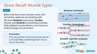 Muscle Recap Muscle Contraction and Energy Systems: How Your Body Converts Chemistry ...