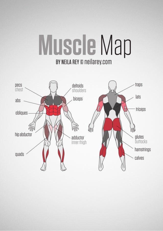 Muscle Map- Guia de musculos