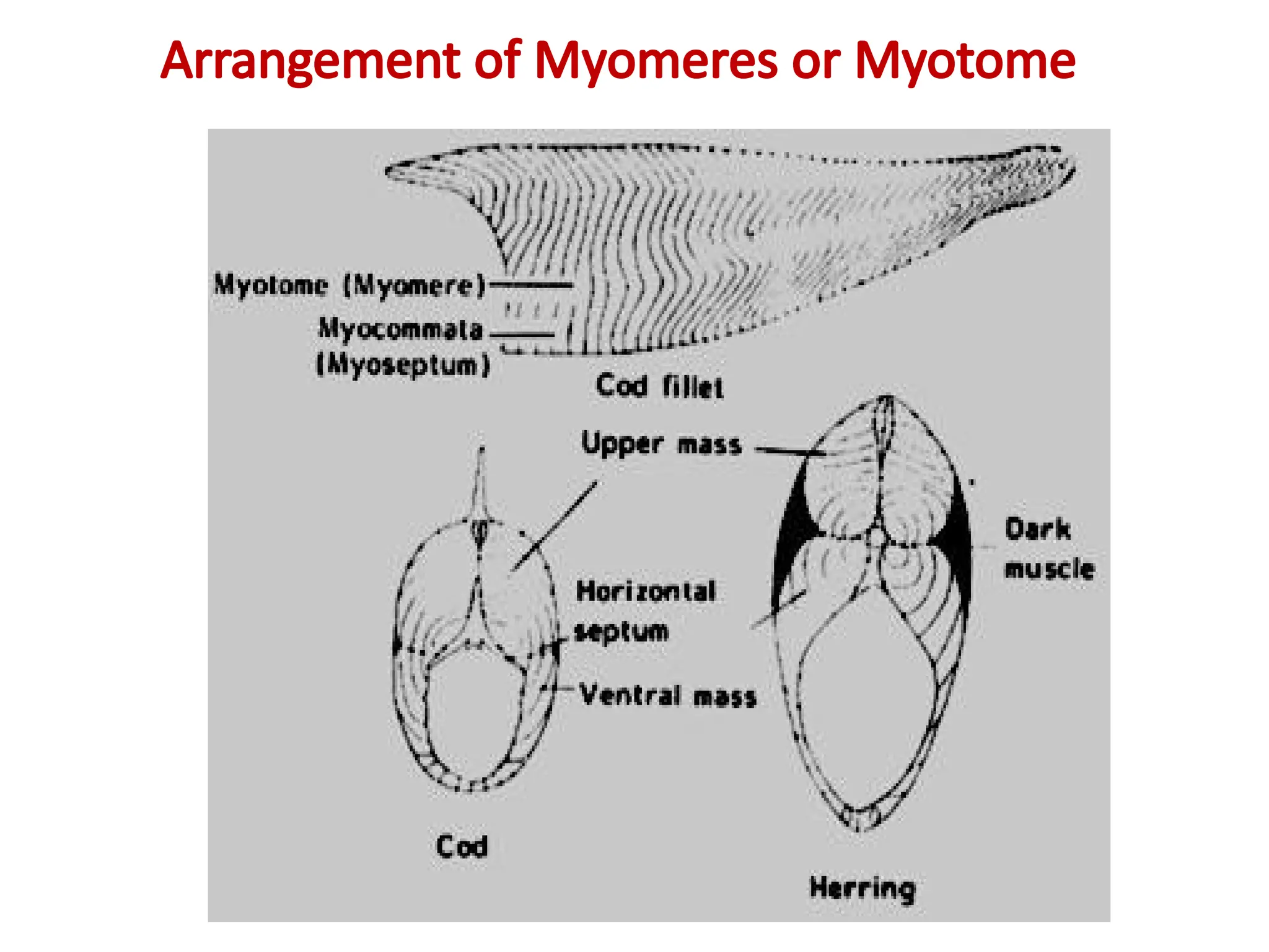 muscle-physiology of fishes updated .pptx
