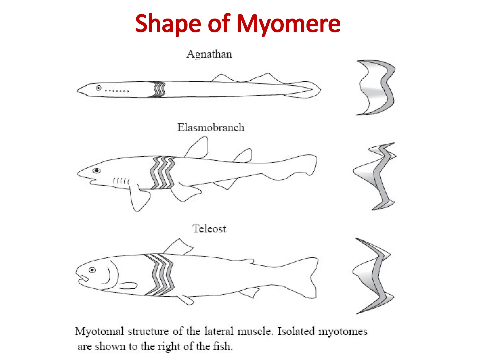 muscle-physiology of fishes updated .pptx