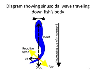 Fish Wave Forms muscle-physiology of fishes updated .pptx