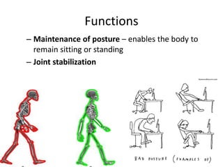 Muscle Function Posture MUSCLE - 15903 by SSG muscle anatomy of upper limb lower limb and all ...