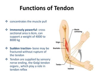 MUSCLE - 15903 by SSG muscle anatomy of upper limb lower limb and all ...