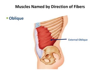 MUSCLE - 15903 by SSG muscle anatomy of upper limb lower limb and all ...