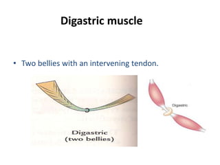 MUSCLE - 15903 by SSG muscle anatomy of upper limb lower limb and all ...