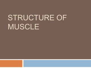 STRUCTURE OF
MUSCLE
 