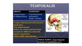 muscle-supply-22_compressed.pdfmmmmmmmmu | PDF