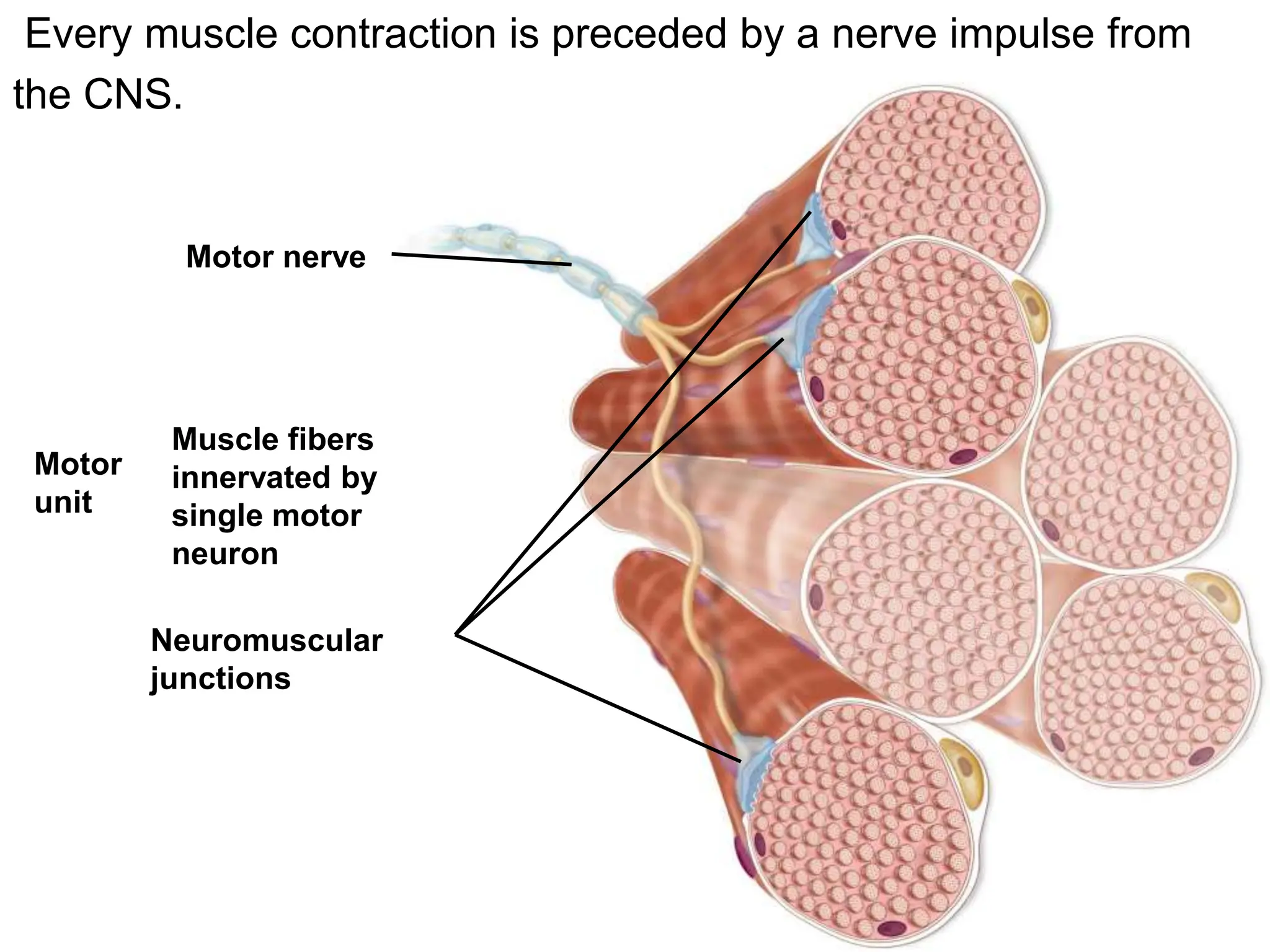 Muscle BSC ZOOLOGY, FUNCTIONS, PROPERTIES, TYPES | PPTX