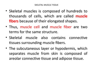 SKELETAL MUSCLE TISSUE
• Skeletal muscles is composed of hundreds to
thousands of cells, which are called muscle
fibers because of their elongated shapes.
• Thus, muscle cell and muscle fiber are two
terms for the same structure.
• Skeletal muscle also contains connective
tissues surrounding muscle fibers.
• The subcutaneous layer or hypodermis, which
separates muscle from skin is composed of
areolar connective tissue and adipose tissue.
 