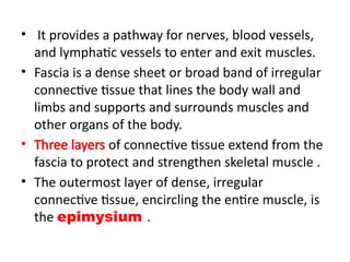 • It provides a pathway for nerves, blood vessels,
and lymphatic vessels to enter and exit muscles.
• Fascia is a dense sheet or broad band of irregular
connective tissue that lines the body wall and
limbs and supports and surrounds muscles and
other organs of the body.
• Three layers of connective tissue extend from the
fascia to protect and strengthen skeletal muscle .
• The outermost layer of dense, irregular
connective tissue, encircling the entire muscle, is
the epimysium .
 