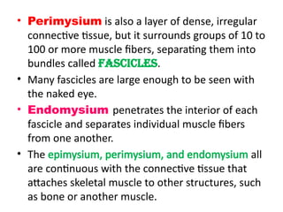 • Perimysium is also a layer of dense, irregular
connective tissue, but it surrounds groups of 10 to
100 or more muscle fibers, separating them into
bundles called fascicles.
• Many fascicles are large enough to be seen with
the naked eye.
• Endomysium penetrates the interior of each
fascicle and separates individual muscle fibers
from one another.
• The epimysium, perimysium, and endomysium all
are continuous with the connective tissue that
attaches skeletal muscle to other structures, such
as bone or another muscle.
 
