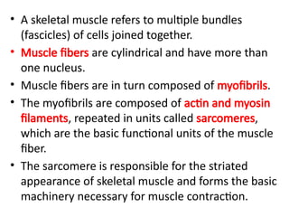 • A skeletal muscle refers to multiple bundles
(fascicles) of cells joined together.
• Muscle fibers are cylindrical and have more than
one nucleus.
• Muscle fibers are in turn composed of myofibrils.
• The myofibrils are composed of actin and myosin
filaments, repeated in units called sarcomeres,
which are the basic functional units of the muscle
fiber.
• The sarcomere is responsible for the striated
appearance of skeletal muscle and forms the basic
machinery necessary for muscle contraction.
 