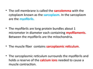 • The cell membrane is called the sarcolemma with the
cytoplasm known as the sarcoplasm. In the sarcoplasm
are the myofibrils.
• The myofibrils are long protein bundles about 1
micrometer in diameter each containing myofilaments.
Between the myofibrils are the mitochondria.
• The muscle fiber contains sarcoplasmic reticulum.
• The sarcoplasmic reticulum surrounds the myofibrils and
holds a reserve of the calcium ions needed to cause a
muscle contraction.
 