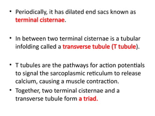 • Periodically, it has dilated end sacs known as
terminal cisternae.
• In between two terminal cisternae is a tubular
infolding called a transverse tubule (T tubule).
• T tubules are the pathways for action potentials
to signal the sarcoplasmic reticulum to release
calcium, causing a muscle contraction.
• Together, two terminal cisternae and a
transverse tubule form a triad.
 