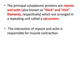 • The principal cytoplasmic proteins are myosin
and actin (also known as "thick" and "thin"
filaments, respectively) which are arranged in
a repeating unit called a sarcomere.
• The interaction of myosin and actin is
responsible for muscle contraction.
 