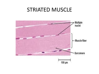 STRIATED MUSCLE
 