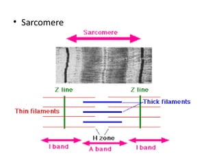 • Sarcomere
 