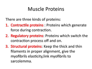 Muscle Proteins
There are three kinds of proteins:
1. Contractile proteins : Proteins which generate
force during contraction.
2. Regulatory proteins: Proteins which switch the
contraction process off and on.
3. Structural proteins: Keep the thick and thin
filaments in proper alignment, give the
myofibrils elasticity,link myofibrils to
sarcolemma.
 
