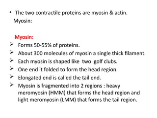 • The two contractile proteins are myosin & actin.
Myosin:
Myosin:
 Forms 50-55% of proteins.
 About 300 molecules of myosin a single thick filament.
 Each myosin is shaped like two golf clubs.
 One end it folded to form the head region.
 Elongated end is called the tail end.
 Myosin is fragmented into 2 regions : heavy
meromyosin (HMM) that forms the head region and
light meromyosin (LMM) that forms the tail region.
 
