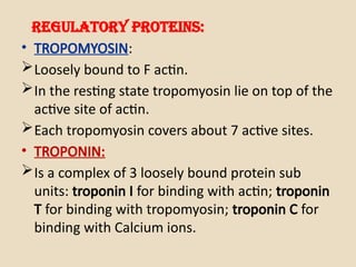 Regulatory proteins:
• TROPOMYOSIN:
Loosely bound to F actin.
In the resting state tropomyosin lie on top of the
active site of actin.
Each tropomyosin covers about 7 active sites.
• TROPONIN:
Is a complex of 3 loosely bound protein sub
units: troponin I for binding with actin; troponin
T for binding with tropomyosin; troponin C for
binding with Calcium ions.
 