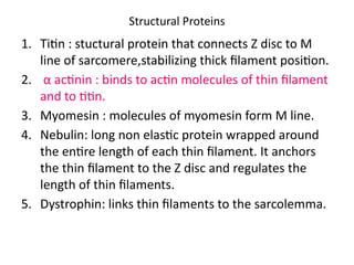 Structural Proteins
1. Titin : stuctural protein that connects Z disc to M
line of sarcomere,stabilizing thick filament position.
2. α actinin : binds to actin molecules of thin filament
and to titin.
3. Myomesin : molecules of myomesin form M line.
4. Nebulin: long non elastic protein wrapped around
the entire length of each thin filament. It anchors
the thin filament to the Z disc and regulates the
length of thin filaments.
5. Dystrophin: links thin filaments to the sarcolemma.
 