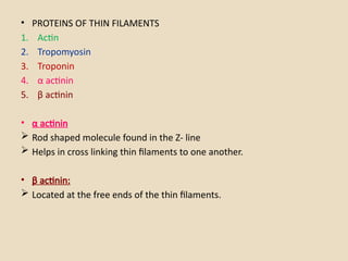 • PROTEINS OF THIN FILAMENTS
1. Actin
2. Tropomyosin
3. Troponin
4. α actinin
5. β actinin
• α actinin
 Rod shaped molecule found in the Z- line
 Helps in cross linking thin filaments to one another.
• β actinin:
 Located at the free ends of the thin filaments.
 