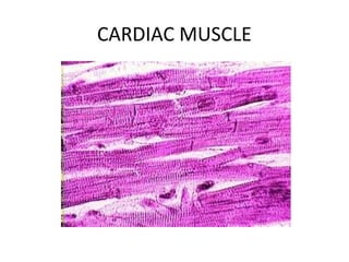 CARDIAC MUSCLE
 