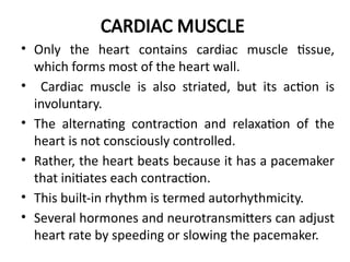CARDIAC MUSCLE
• Only the heart contains cardiac muscle tissue,
which forms most of the heart wall.
• Cardiac muscle is also striated, but its action is
involuntary.
• The alternating contraction and relaxation of the
heart is not consciously controlled.
• Rather, the heart beats because it has a pacemaker
that initiates each contraction.
• This built-in rhythm is termed autorhythmicity.
• Several hormones and neurotransmitters can adjust
heart rate by speeding or slowing the pacemaker.
 