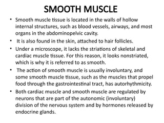 SMOOTH MUSCLE
• Smooth muscle tissue is located in the walls of hollow
internal structures, such as blood vessels, airways, and most
organs in the abdominopelvic cavity.
• It is also found in the skin, attached to hair follicles.
• Under a microscope, it lacks the striations of skeletal and
cardiac muscle tissue. For this reason, it looks nonstriated,
which is why it is referred to as smooth.
• The action of smooth muscle is usually involuntary, and
some smooth muscle tissue, such as the muscles that propel
food through the gastrointestinal tract, has autorhythmicity.
• Both cardiac muscle and smooth muscle are regulated by
neurons that are part of the autonomic (involuntary)
division of the nervous system and by hormones released by
endocrine glands.
 