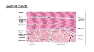 Skeletal muscle
 