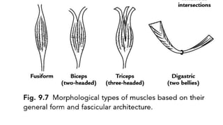 Muscle : it's type and.... Skeleton muscle intro | PDF