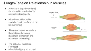 Muscle : it's type and.... Skeleton muscle intro | PDF