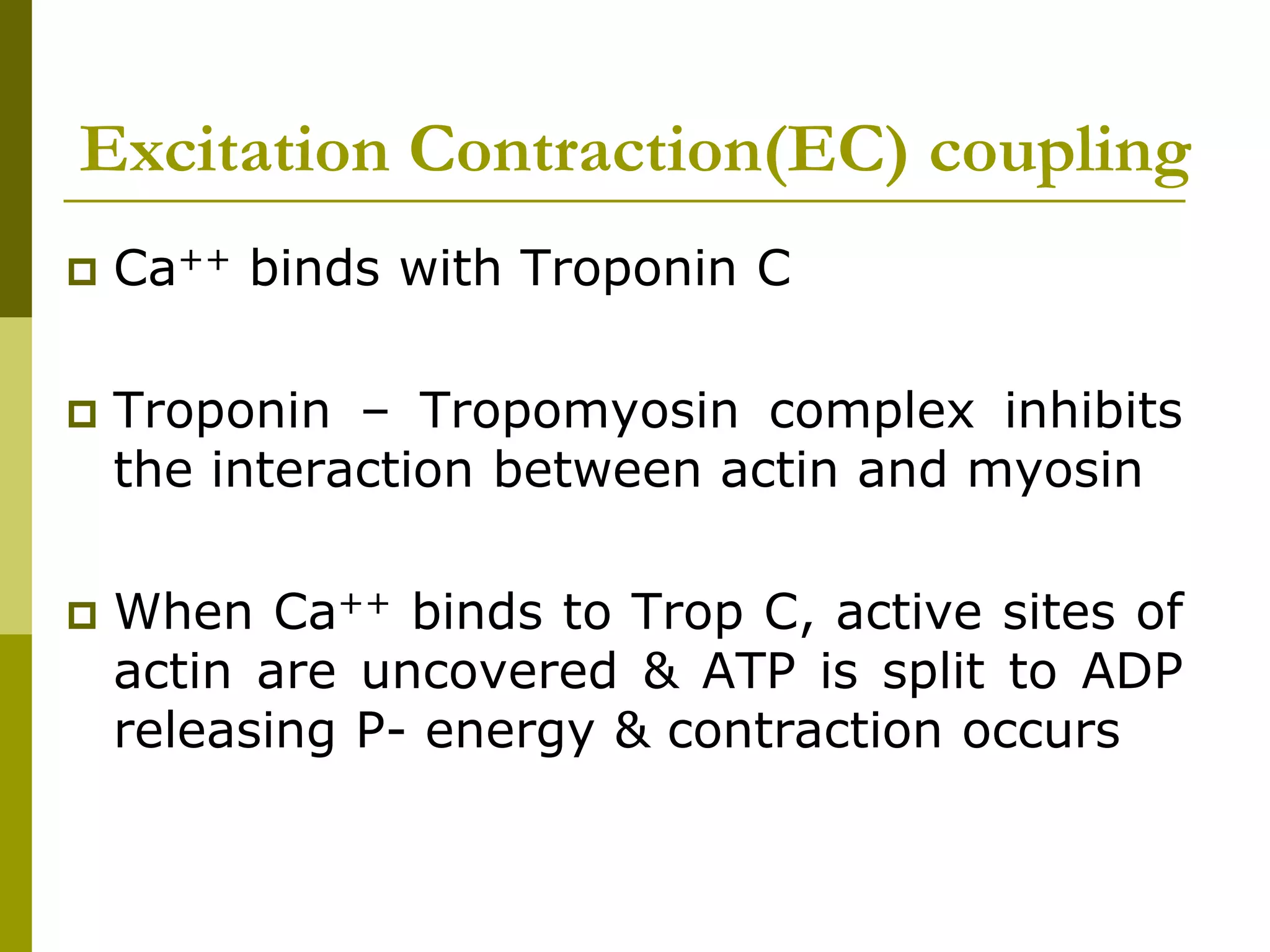 Excitation - Contraction coupling | PPTX