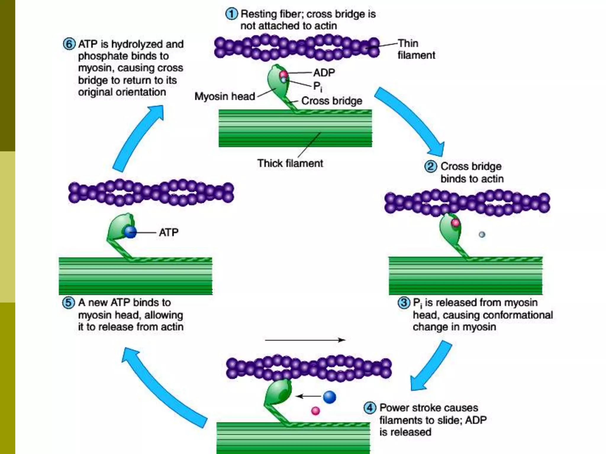 Excitation - Contraction coupling | PPTX