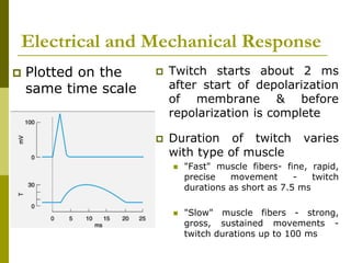 Electrical and Mechanical Response
 Plotted on the
same time scale
 Twitch starts about 2 ms
after start of depolarization
of membrane & before
repolarization is complete
 Duration of twitch varies
with type of muscle
 "Fast" muscle fibers- fine, rapid,
precise movement - twitch
durations as short as 7.5 ms
 "Slow" muscle fibers - strong,
gross, sustained movements -
twitch durations up to 100 ms
 