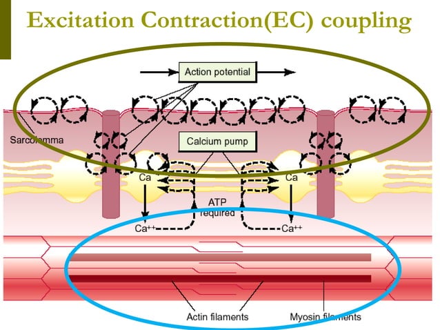 Excitation - Contraction coupling | PPTX | Biological Sciences | Science