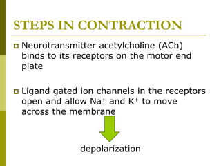 STEPS IN CONTRACTION
 Neurotransmitter acetylcholine (ACh)
binds to its receptors on the motor end
plate
 Ligand gated ion channels in the receptors
open and allow Na+ and K+ to move
across the membrane
depolarization
 